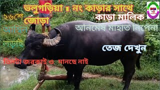 ভলুগড়িয়া ১নং কাড়ার জোড়া হওয়ার পর কাড়াটির তেজ দেখুন //volugoriya 1 no karar sathe jora