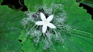 カラスウリの花   Trichosanthes cucumeroides