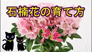 石楠花の育て方