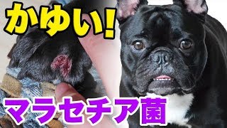 【手足のかゆみ！マラセチア】乗り越えた猛暑に反省点が浮上