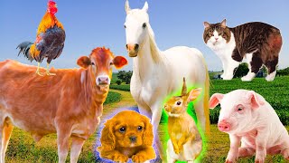 Farm animal food: Cows, chickens, cats, dogs, ducks - Animal moments part 13