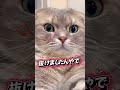 いつもと違うところ気づいた⁉️の関西弁バージョン【関西弁猫】 shorts shortvideo cat pets 猫 関西弁 おもしろ