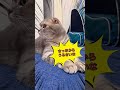 いつもと違うところ気づいた⁉️の関西弁バージョン【関西弁猫】 shorts shortvideo cat pets 猫 関西弁 おもしろ