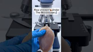 Raw Chicken Under the Microscope