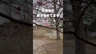 キャンプ場内の河津桜咲きはじめてまーす