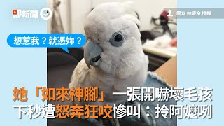 鸚鵡被飼主的「如來神腳」嚇壞！暴怒狂咬她慘叫：拎阿嬤咧｜寵物｜鳥｜搞笑