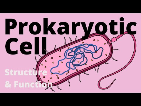 What are some characteristics of a prokaryotic cell?