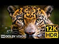 12K HDR 120fps Dolby Vision 🌿 Wildlife in 2024 (Viral Title)