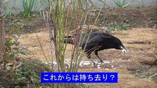 カラスの知恵が凄い！！ 令和7年1月23日