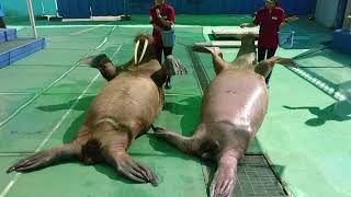 【セイウチの手遊び歌＠伊勢シーパラダイス】Walruses dance to the sound of UNDER THE SPREADING CHESTNUT TREE .