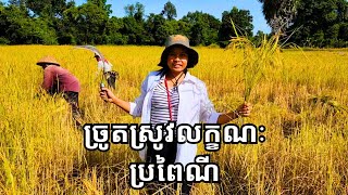 ដល់រដូវច្រូតកាត់ហើយ សប្បាយផងក្តៅផង / harvest rice grains