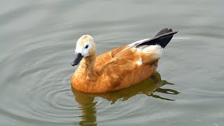 The Ruddy Shelduck | A Rare UK Visitor