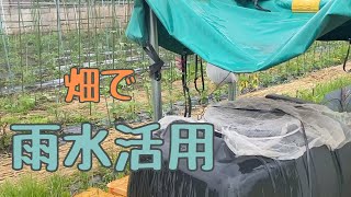 【水道🚰のない畑】雨水をローリータンクに貯水して利用する・パート２【自然栽培・家庭菜園】