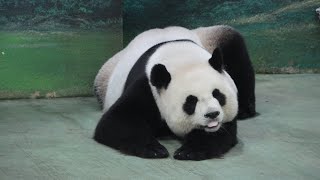 20230728 圓圓趴睡好可愛 圓寶網格空等待 Giant Panda Yuan Yuan \u0026 Yuan Bao