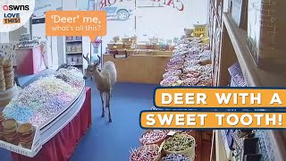 Deer strolls into sweet shop 🍬🦌 | LOVE THIS!