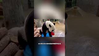 生日快乐 如意牧云。希望熊猫俩熊生顺遂 #大熊猫 #panda