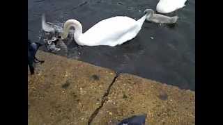 Swan massacre!! daddy swan takes on a thousand ducks wanting to kill 3GP