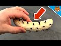 Put Cloves in a BANANA and WATCH WHAT HAPPENS💥(Amazing)🤯