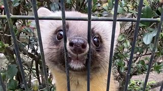 好奇心旺盛でヤンチャ！ツシマテンの、ちゅう【福岡市動物園】