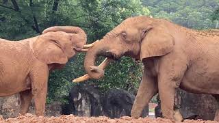 八木山動物公園　アフリカゾウ　花子　ベン