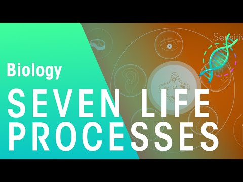 What are the six major life processes of the human body?