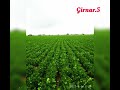 girnar.5.seed available.9160060760