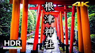 【4K HDR】②雨の日・根津の街中を散歩 (Nezu) -  TOKYO JAPAN Walk