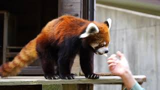 レッサーパンダ　ランチタイムの模様　千葉市動物公園　2019.11.8