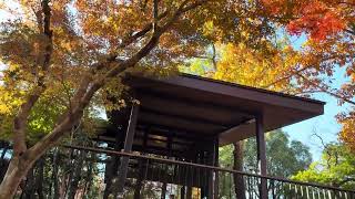 浜松城公園のスターバックス・・・からの綺麗な紅葉