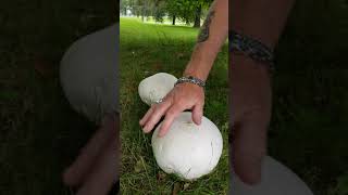 เห็ดลูกบอล⁉️ใหญ่โครตๆๆ🍄🍄 Jätterröksvamp, Giant puffball mashroom🇸🇪🇸🇪