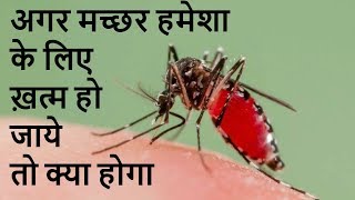 अगर मच्छर हमेशा के लिए ख़त्म हो जाये तो क्या होगा ! What Will Happen If The Mosquito Ends Forever