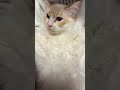 白猫のいないいない ばぁ❤️ 猫のいる暮らし 猫大家族 保護猫 キャット cat ねこねこ 猫のいる生活 保護ねこの家 ねこ にゃん