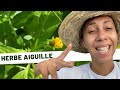 🌱Plantes médicinales /Jour 13: herbe aiguille