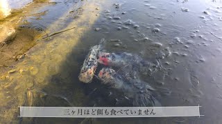 氷の下で春を待つ金魚達