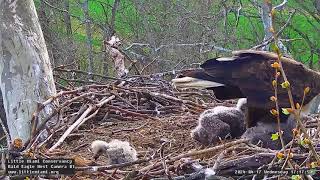 Little Miami Conservancy Bald Eagle 17.04.2024 17:02