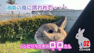 うさぎと海岸をお散歩