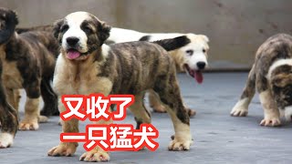 又收了只中亚牧羊犬，纪录它半年时间长成200斤巨型猛犬