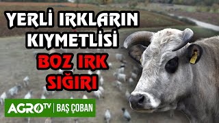 Marmara Bölgesinin Kıymetlisi "Boz Irk" | Baş Çoban