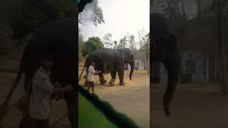 Elephant ( Hathi ) ❤️❤️ #shorts #silchar #silchariannikhita #elephant