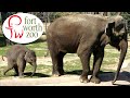 Fort Worth Zoo Tour & Review with The Legend