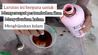 penggunaan EM4 + GULA PASIR yang benar.. untuk kolam ikan nila dll