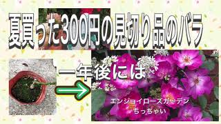 夏買った見切品のバラの1年後