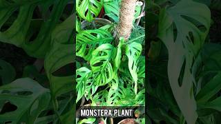 Swiss Cheese Plant | Unique monstera Plant | Made By Plant Care with Sahar