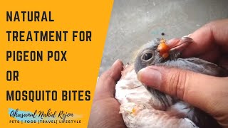 How To Treat Pigeon Pox Or Mosquito Bites Naturally || Natural Treatment For Pigeon Pox