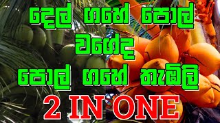 පොල් ගහේ හැදෙන තැඹිලි || KING COCONUT AND COCONET