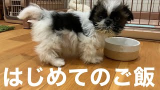 3分てん日記 9【はじめてのご飯】シーズー生後3ヶ月