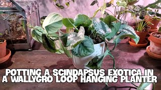 Potting A Scindapsus Exotica In Wallygro Loop Hanging Pot | Basement Plant Studio!