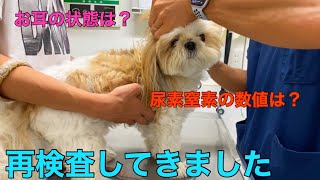 【再検査】動物病院で尿素窒素が高かったので再検査をしたらまさかの結果に・・・【15歳シニア犬】