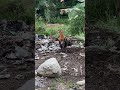 AYAM HUTAN MALAYSIA‼️‼️PIKAT LAPIS