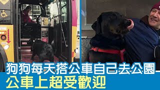 狗狗每天搭公車自己去公園 公車上超受歡迎